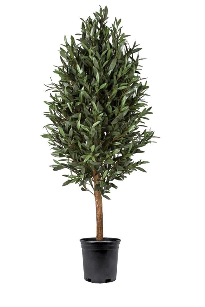 71ティーリーフ　大株 outdoor-olive-tree-in-grow-pot