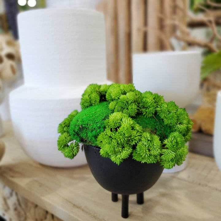 Preserved Mood Moss with Seed Clusters in Bowl 10"H - LDF Silk