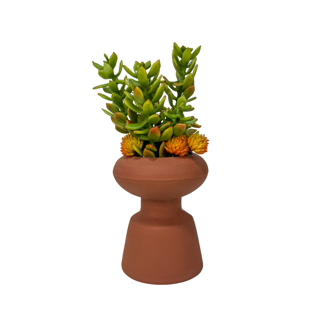Succulents in Vase