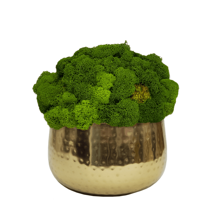 Single Mixed Moss Mound in Ceramic Bowl 8"H. Alternate container option available. - LDF Silk