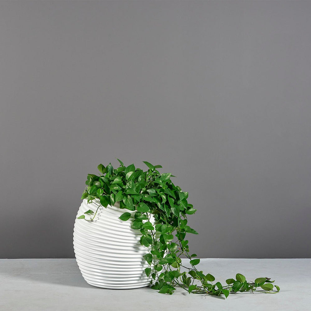 Spiral Globe Planter for Indoor and Outdoor Use - LDF Silkcontainers