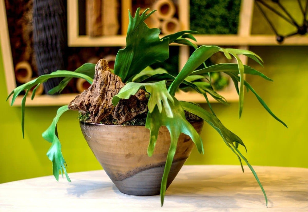 Staghorn Ferns with Wood Remnant and Mood Moss in Ceramic - LDF Silkplants