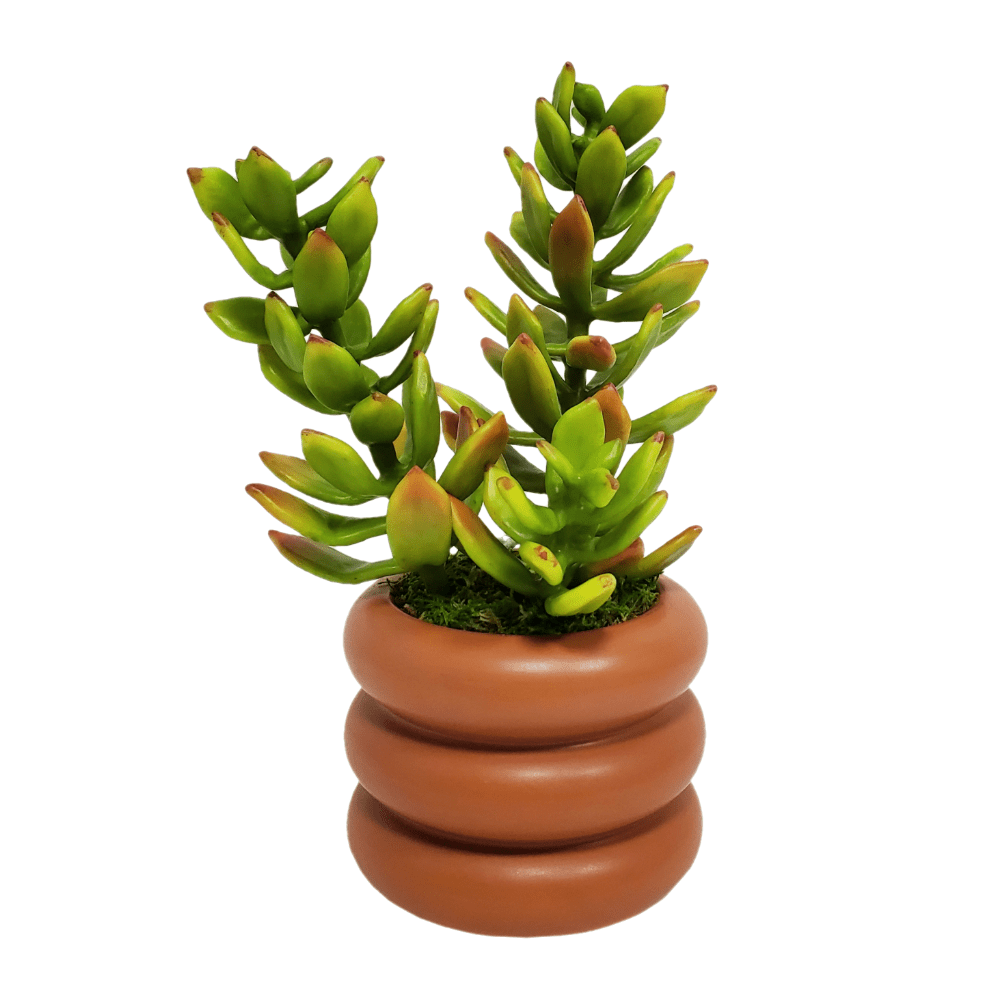 Succulent in Container 9.5"H - LDF Silk
