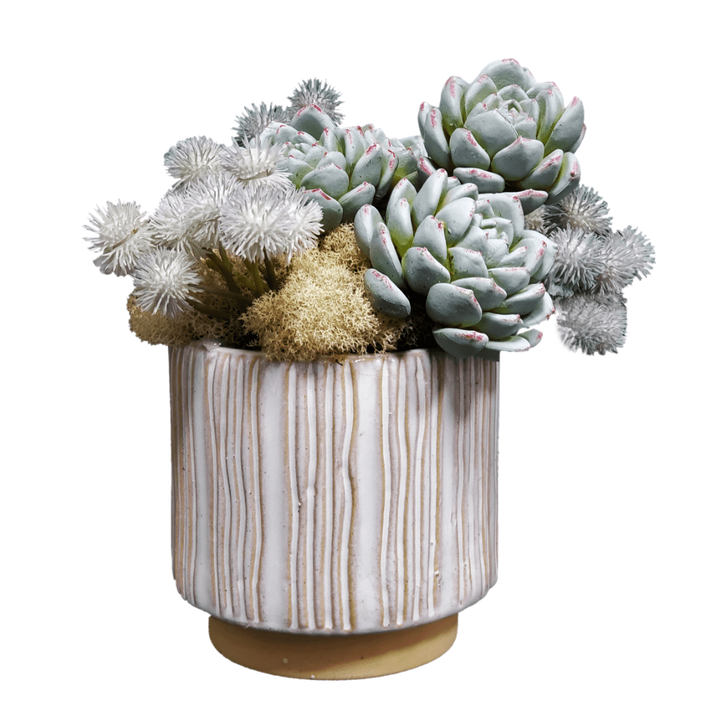 Succulents, Conber berry bundle, with Reindeer moss in container 8"H - LDF Silk