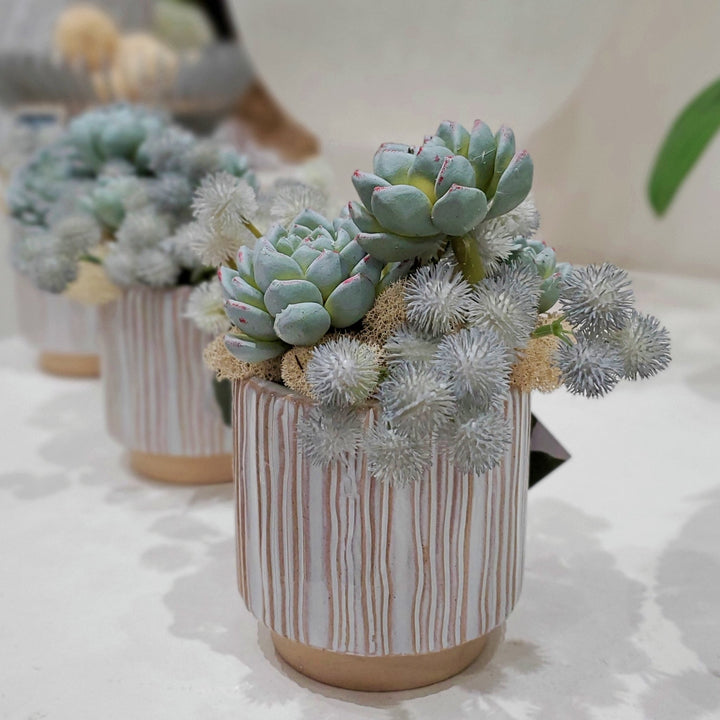 Succulents, Conber berry bundle, with Reindeer moss in container 8"H - LDF Silk