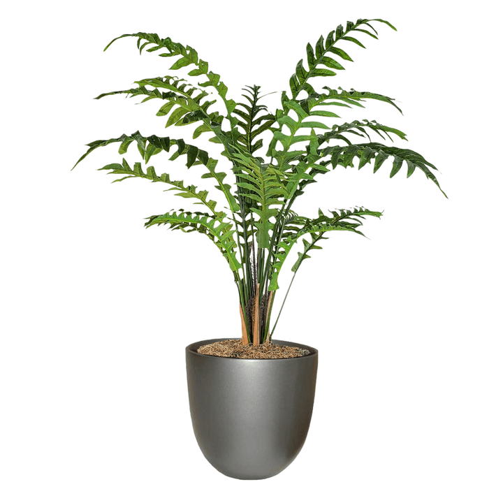 Sword Fern in Pot - LDF Silkplants