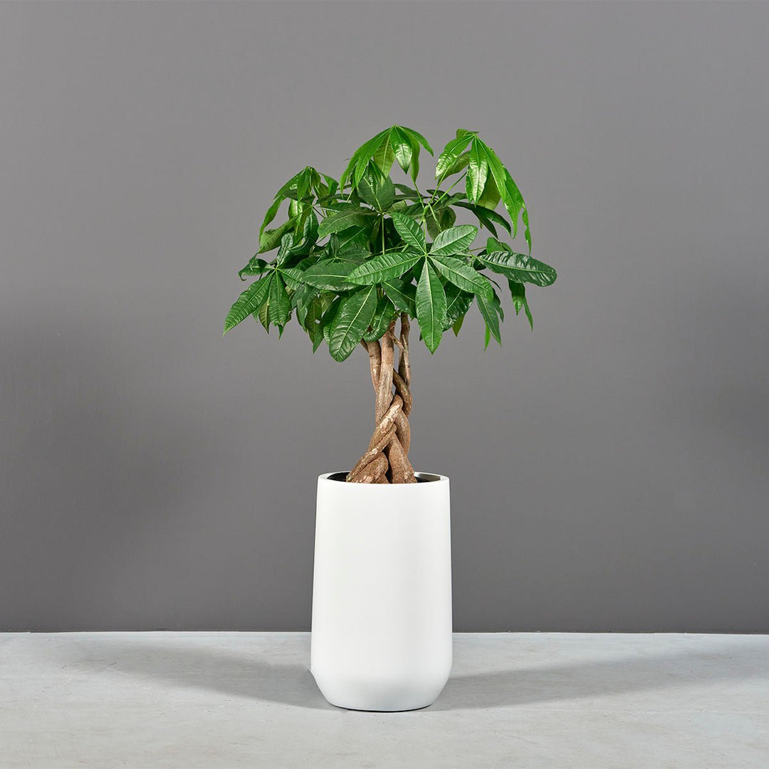 Tapered Round Planter for Indoor and Outdoor Use - LDF Silkcontainers