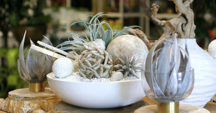 Tillandsia with Crystal and Puka Shell Ball in Bowl - LDF Silksucculents
