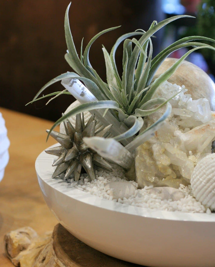 Tillandsia with Crystal and Puka Shell Ball in Bowl - LDF Silksucculents
