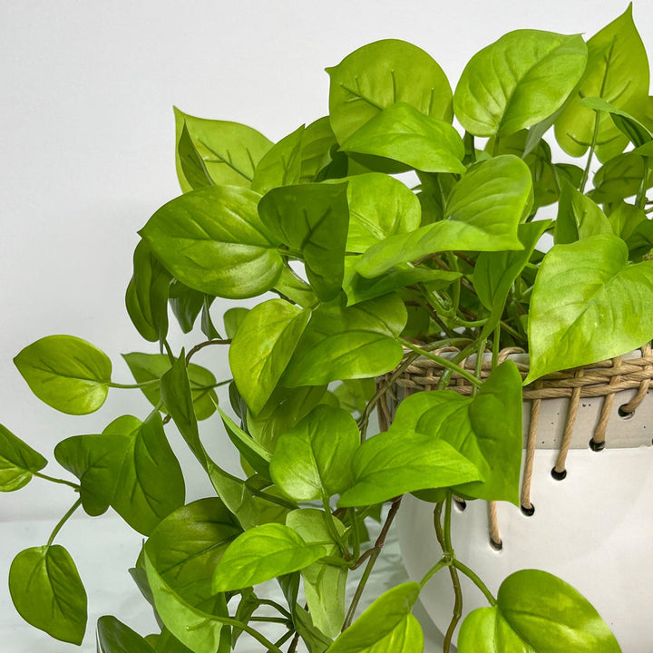Trailing Pothos in Ceramic - LDF Silkplants