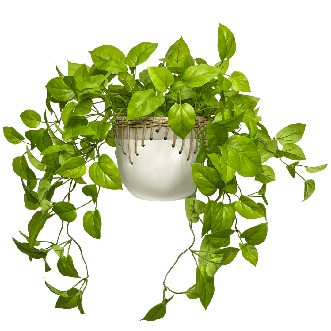 Trailing Pothos in Ceramic - LDF Silkplants