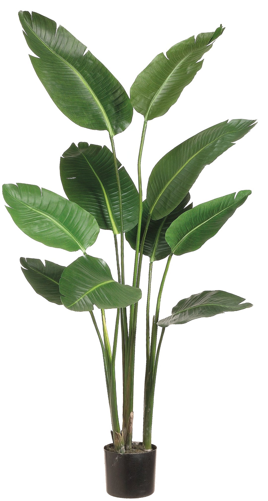 planter for palm Traveler Palm in Grow Pot (Various Sizes) – LDF Silk