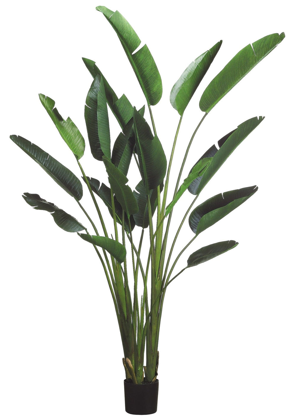 Traveler Palm in Grow Pot (Various Sizes) - LDF Silk