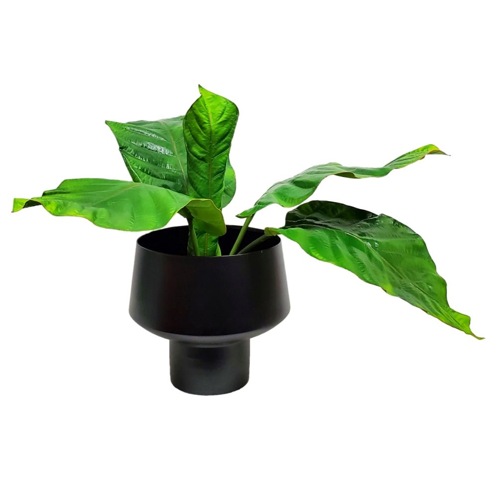 Tropical Leaves with Moss in Container (LG) 24"H - LDF Silk