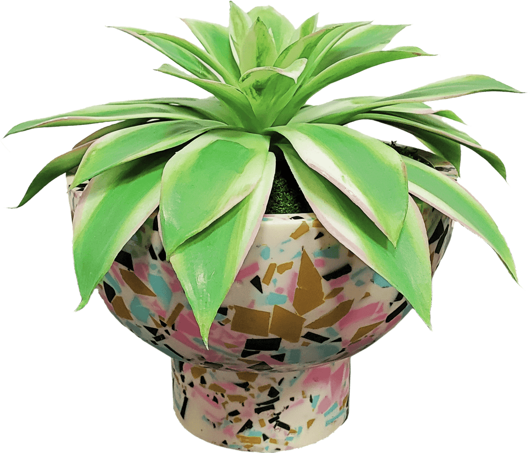 Variegated Succulent in Bowl - LDF Silk