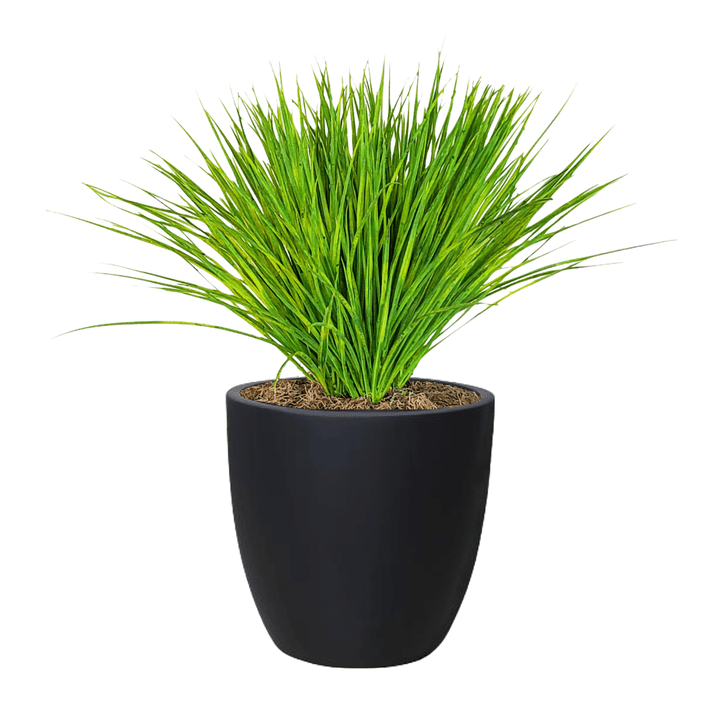 Zebra Grass in Pot - LDF Silkplants