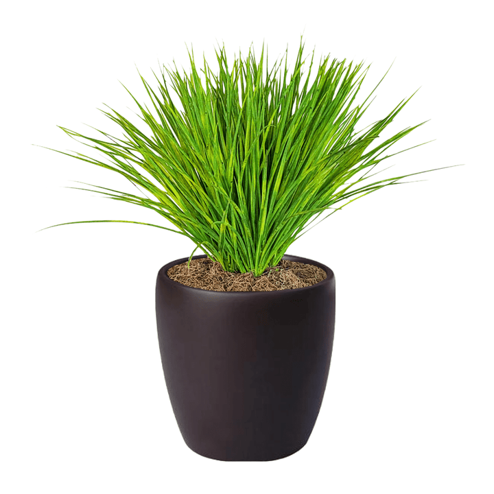 Zebra Grass in Pot - LDF Silkplants